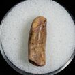Tooth from Cretaceous Sauropod Rebbachisaurus #7123-2